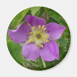 Imã F13 Rosa Selvagem Alberta Rosa Selvagem Rosa Espin