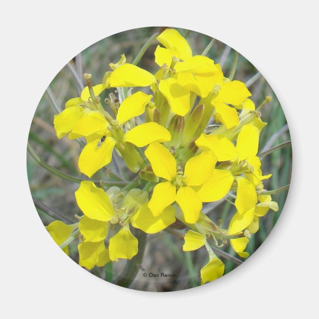 Imã F14 Flores Silvestres Amarelas (Frente)