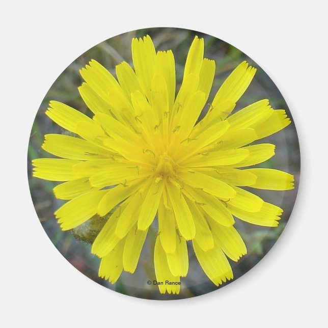 Imã F16 Diabo-rei-silvestre (Frente)