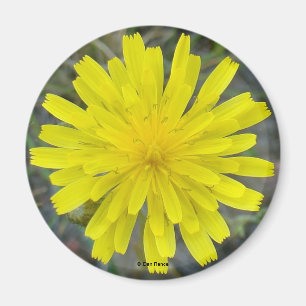 Imã F16 Flor Amarela Rei do Diabo