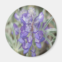 Imã F18 Flores Silvestres Roxas Anuais Lupino