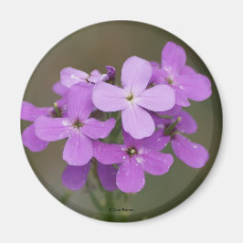 Imã F19 Flores Silvestres Roxas Dames Rocket