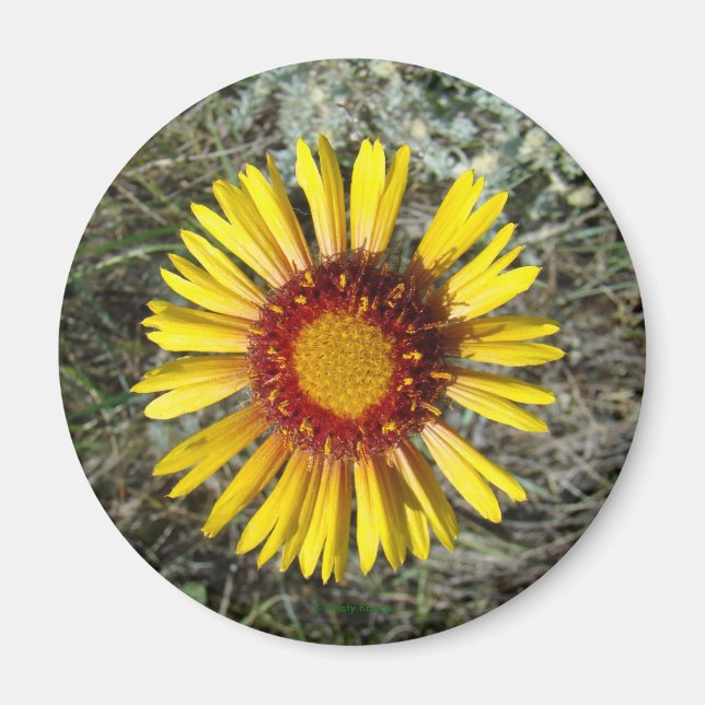 Imã F1 Flor Amarela Selvagem Gaillardia (Frente)