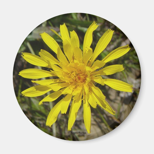 Imã F21 Barba-Falcão Amarelo (Frente)