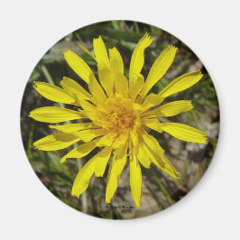 Imã F21 Flor Amarela Selvagem Crepis de Folhas Estreit