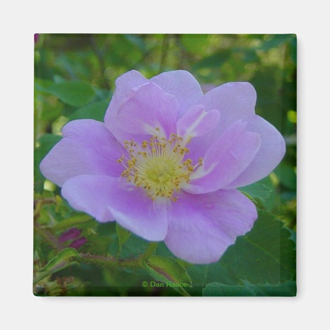 Imã F37 Rosa Silvestre (Frente)