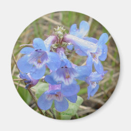 Imã F3 Flores Silvestres Azuis Penstemon Azul Slender