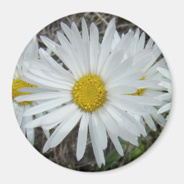 Imã F42 Flores Silvestres Brancas Aster Suave