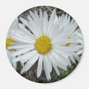 Imã F42 Flores Silvestres Brancas Aster Suave