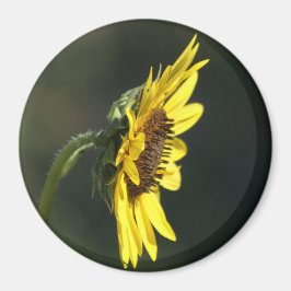 Imã F43 Flor Amarela Susana de Olho Preto