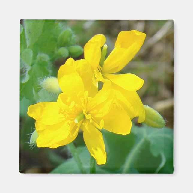 Imã F44 Flores silvestres amarelas Mostarda selvagem (Frente)