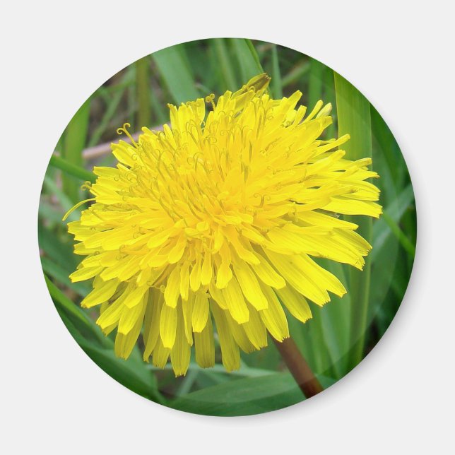 Imã F45 Dandelion "Taraxacum officinale" (Frente)