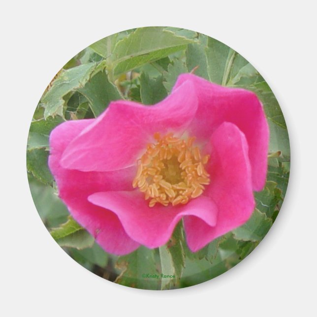 Imã F4 Rosa Silvestre (Frente)