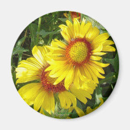 Imã F6 Flores Silvestres Amarelas Gaillardia