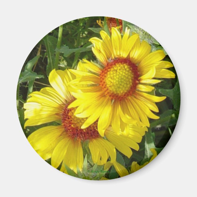 Imã F6 Flores Silvestres Amarelas Gaillardia (Frente)