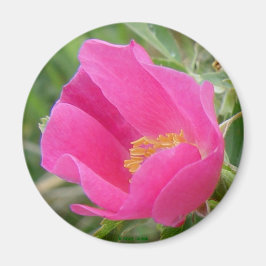 Imã F7 Rosa selvagem