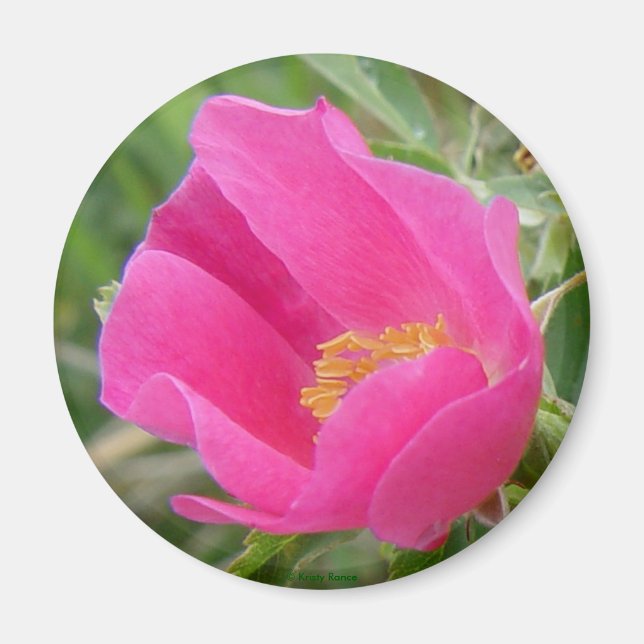 Imã F7 Rosa selvagem (Frente)