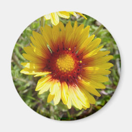 Imã F8 Amarela Flor Silvestre Gaillardia