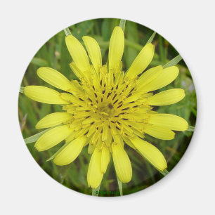 Imã F9 Flor Amarela Barba-de-Bode Tragopogon dubius