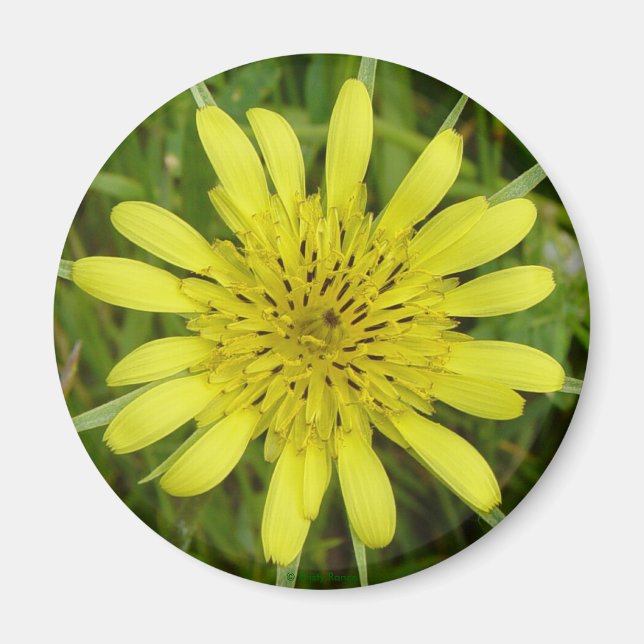 Imã F9 Flor Amarela Barba-de-Bode Tragopogon dubius (Frente)