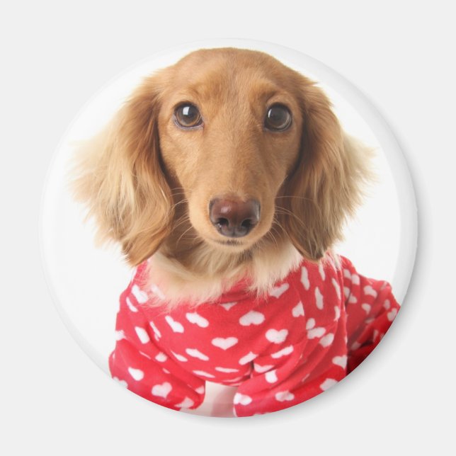 Imã Fábrica de Namorados de Vestida de Dachshund Puppy (Frente)