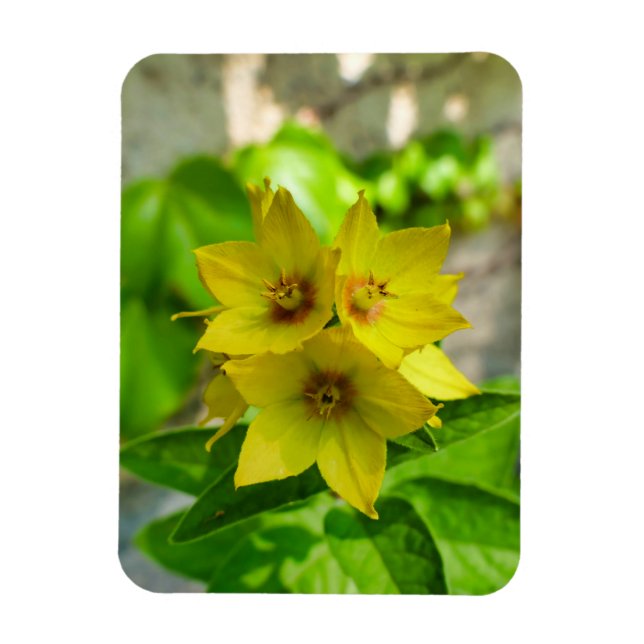 Ímã Fábrica de Yucca (Vertical)