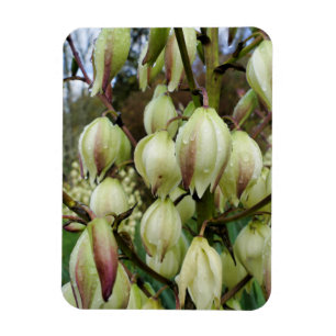 Ímã Fábrica de Yucca