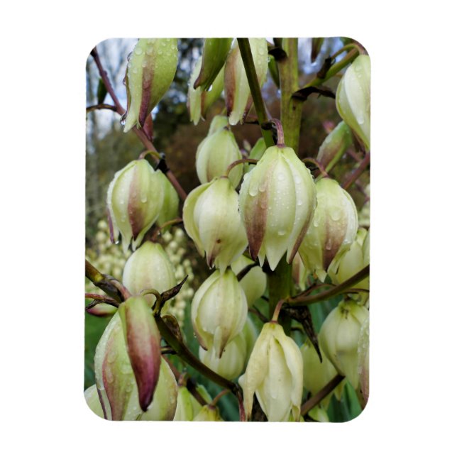 Ímã Fábrica de Yucca (Vertical)