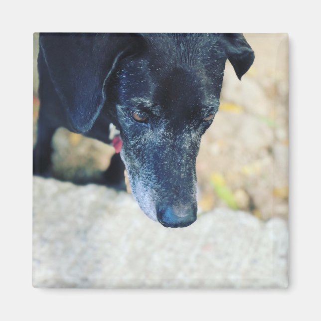 Imã Faça seus próprios ímanes de estimação (Frente)