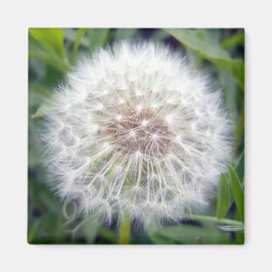 Imã Faça um ímã do desejo