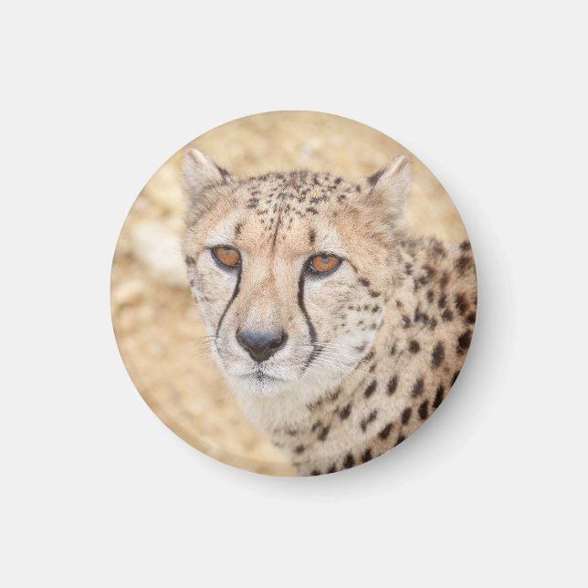 Imã Face da Natureza: Olhar Intenso de Cheetah (Frente)