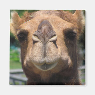 Imã Face de Camel
