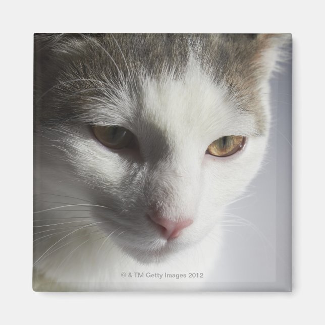 Imã Face de gato (Frente)