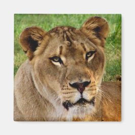 Imã Face de uma Rainha