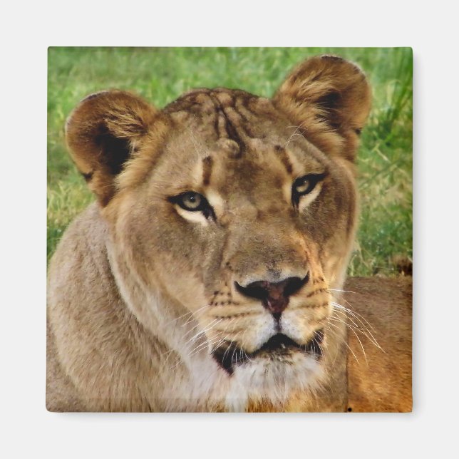 Imã Face de uma Rainha (Frente)