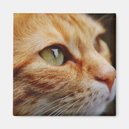 Imã Face determinada de um gengibre