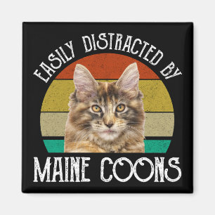 Imã Facilmente Distraído Por Maine Coons