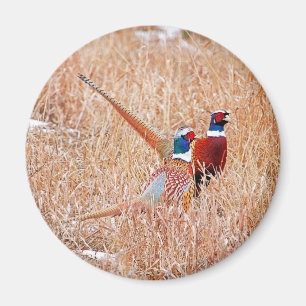 Imã Faisões do pescoço do anel