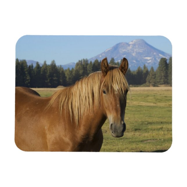 Ímã Faixa da Cascata | Cavalo Castanho (Horizontal)