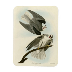 Ímã Falcão de asa negra - Aves da América de Audubon