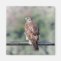 Falcão-de-cauda-vermelha imaturo