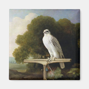 Imã Falcão de Greenland (falcão cinzento), 1780 (ól