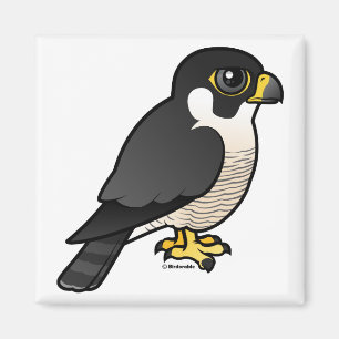 Imã Falcão de peregrino