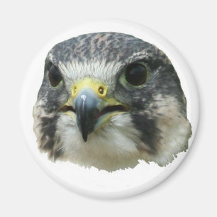 Imã Falcão de peregrino