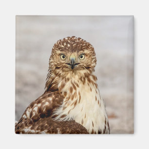 Imã Falcão imaturo de pele vermelha no chão