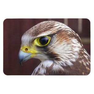 Ímã Falcão Lanner