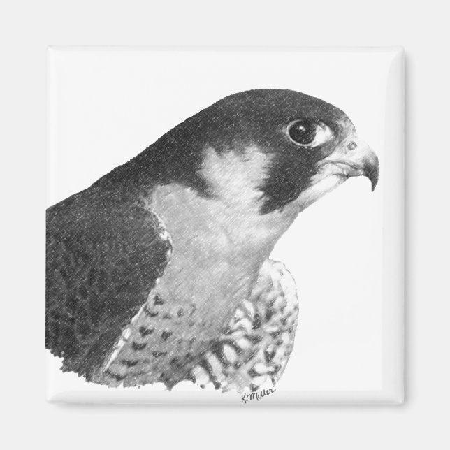 Imã Falcão-lápis peregrino (Frente)