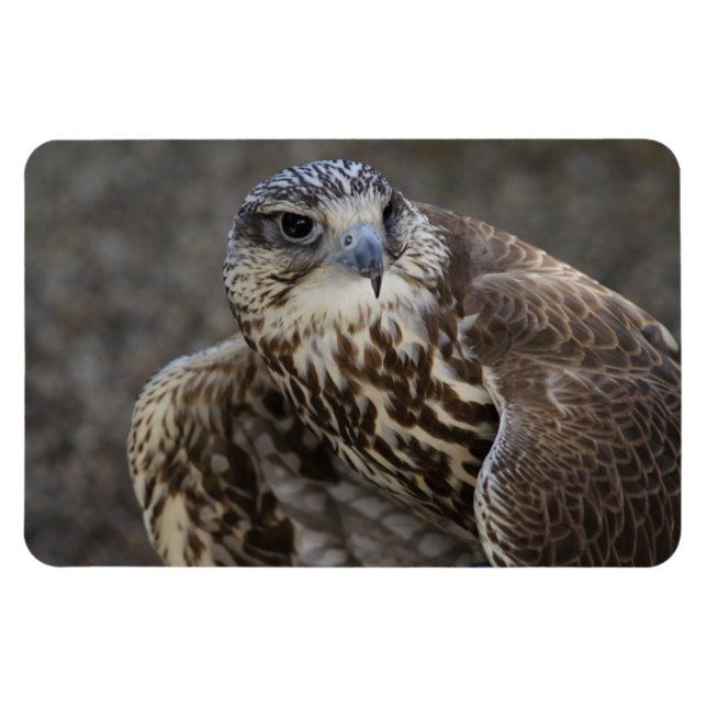 Ímã Falco cherrug (Horizontal)