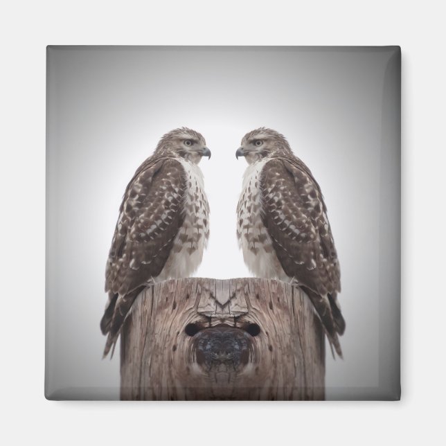 Imã Falcões em um cargo (Frente)