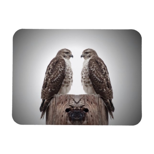 Ímã Falcões em um cargo (Horizontal)